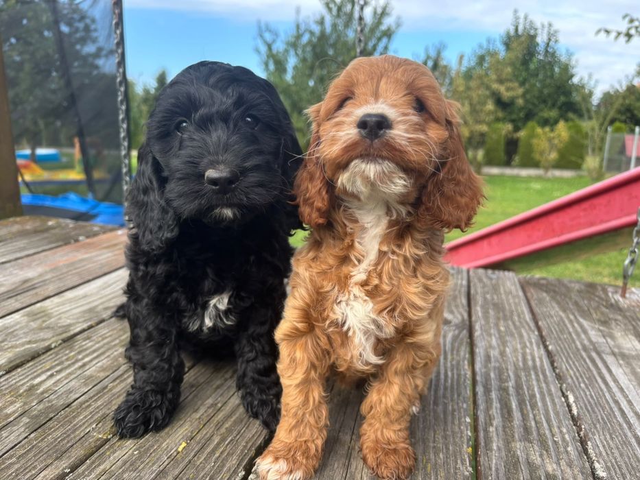 Cockapoo ( Pudel + Cocker spaniel )