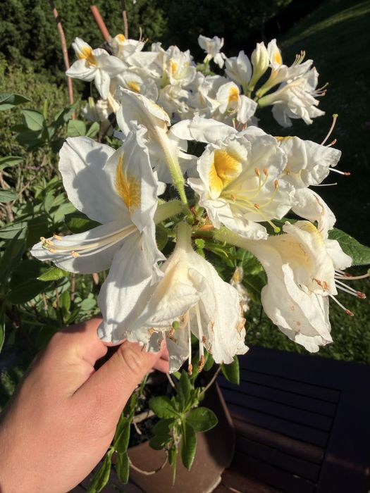 Azalia „persil”