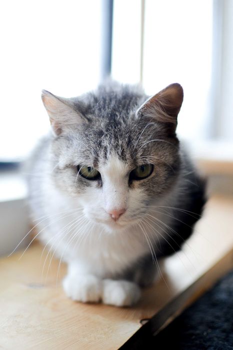 Szara - piękna, delikatna kotka do adopcji!