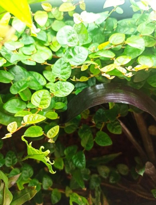 Cięte sadzonki Ficus pumila