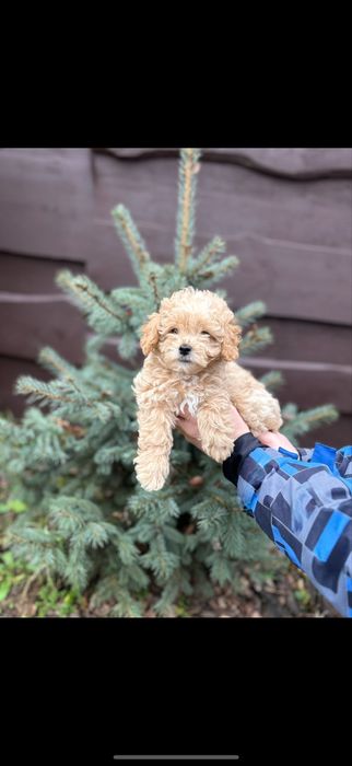 P r e m i u m ‼️ Мини мальтипу F-1,,