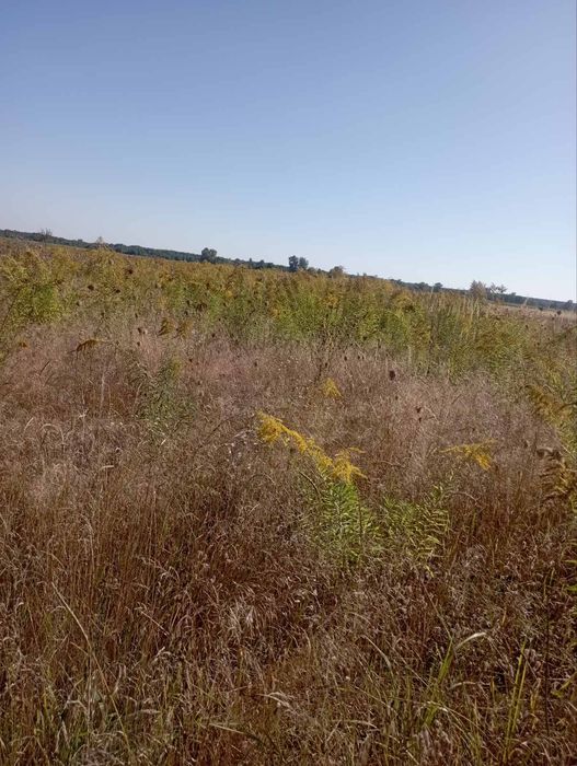 Земельна ділянка 18,45. Село Клочків Чернігівський район.