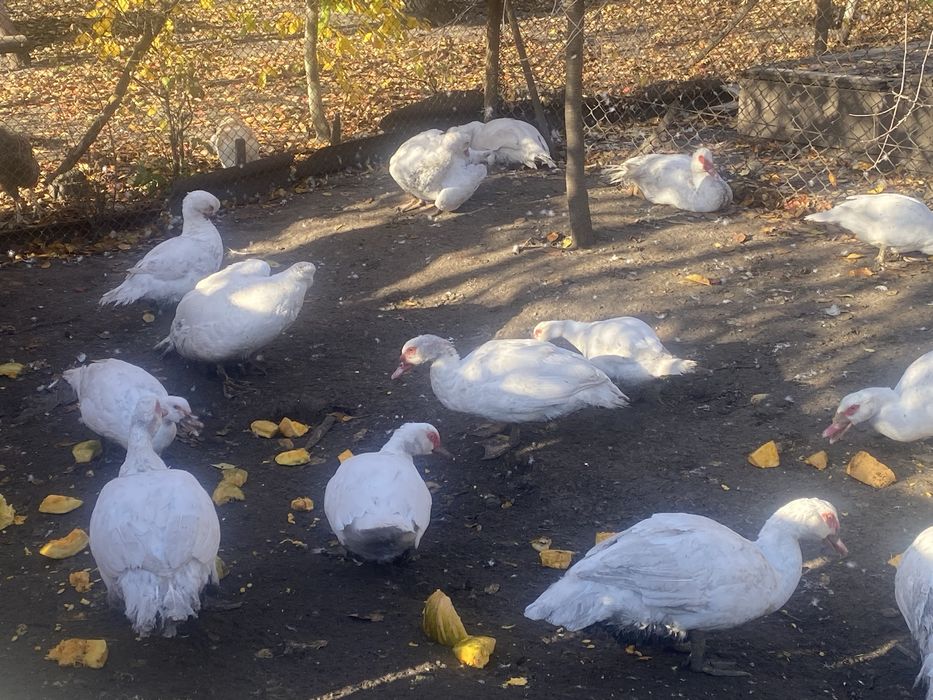 Продам індокачки німецької породи різного віку