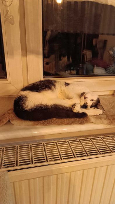 Słodki ROCKY do pokochania