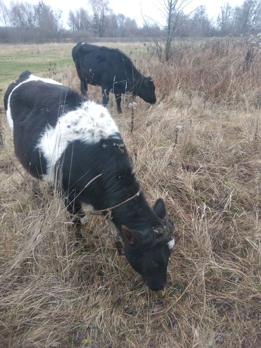 Продам 2 телички, 8 місяців і 1-2 роки