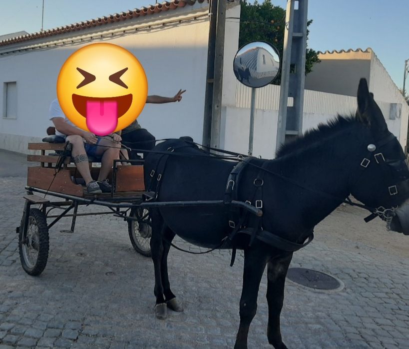 Charrete em bom estado