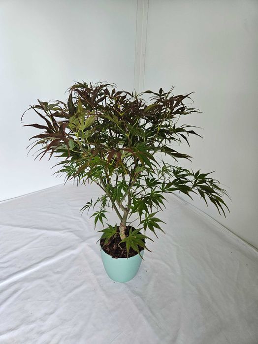 Klon palmowy Pave Dave 75cm C3 – czerwony przebarwiający się