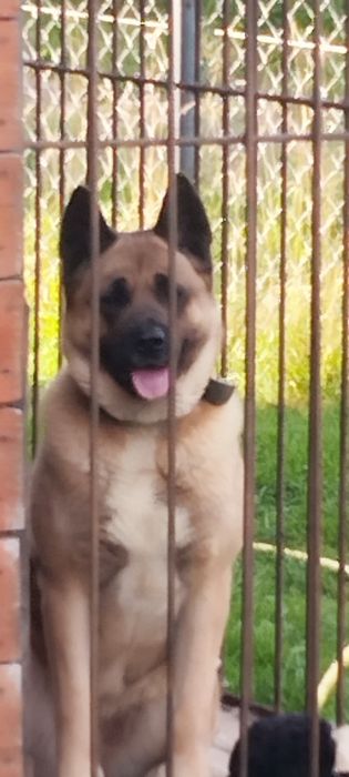 Американская акита