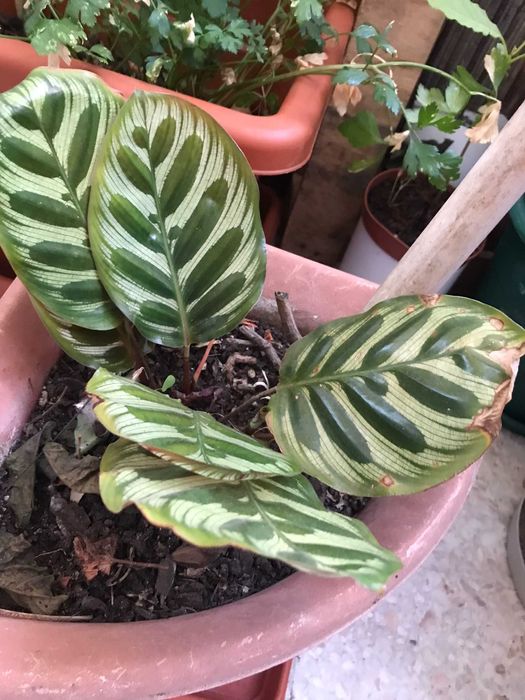 Plantas em vaso valor unit