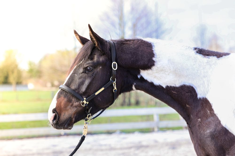Srokaty wałach małopolski