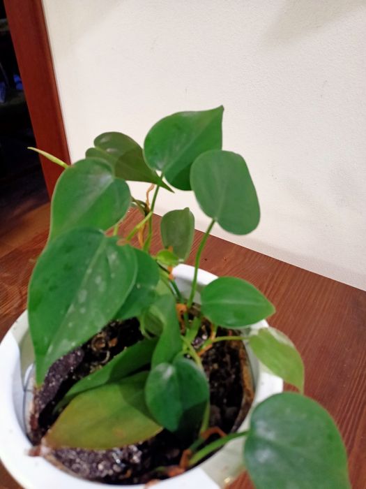 Kwiat doniczkowy filodendron