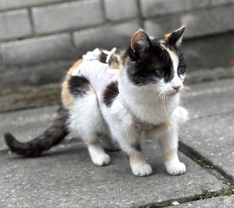 Триколірна красуня Мамасіта шукає дім!