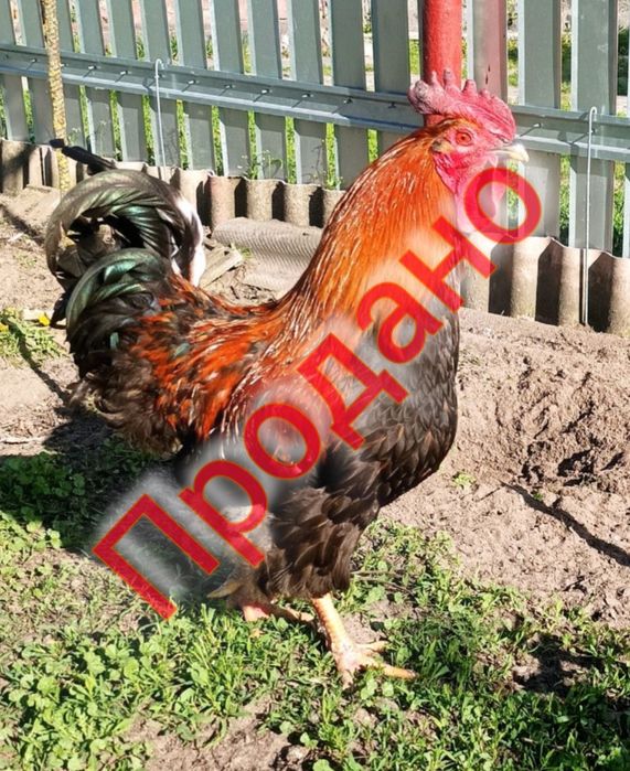 Продам молодих півників!