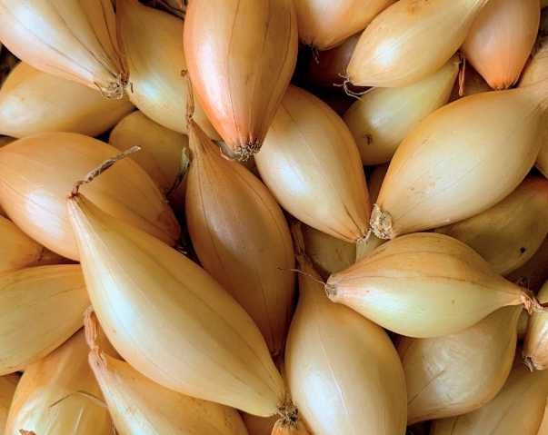Cebula Dymka Zimowa Ozima Senshyu Yellow 1 kg Duża na Szczypior, parapet