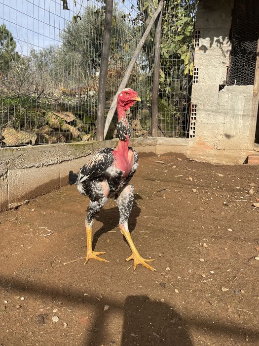 Indio Gigante - OVOS