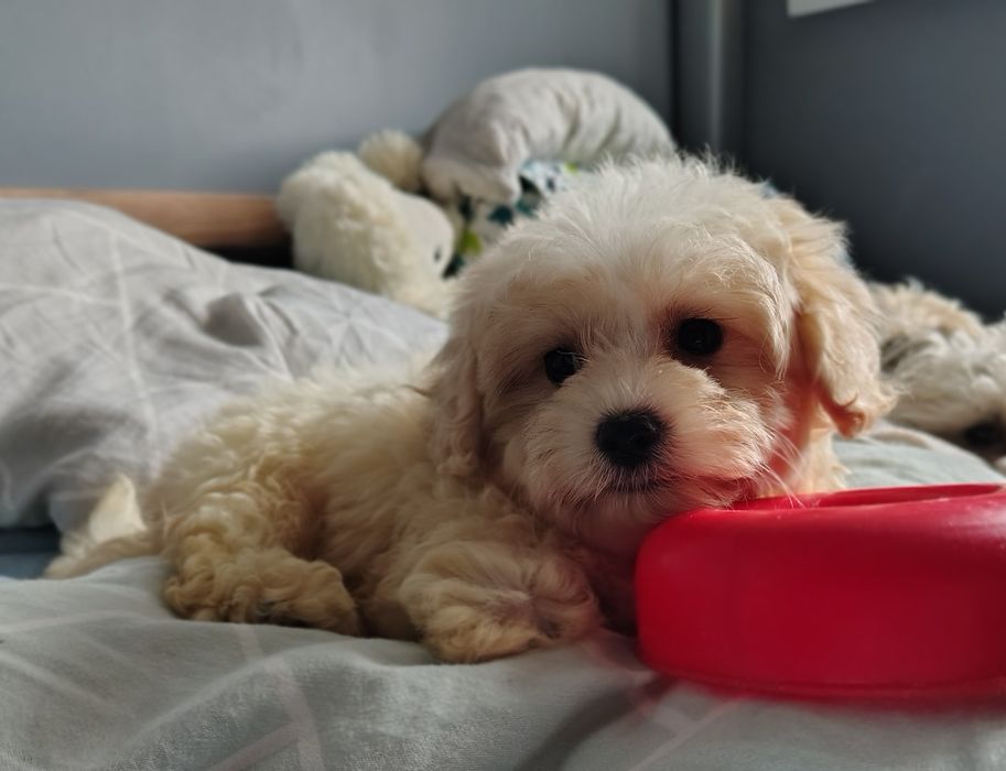 maltipoo suczka Warszawa maltańczyk pudel