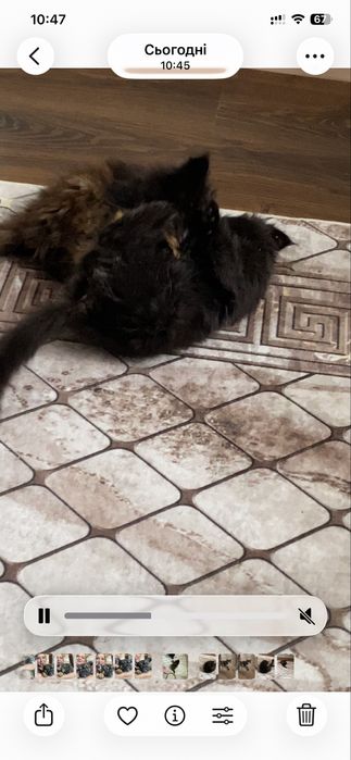 Мейнкун кошенята