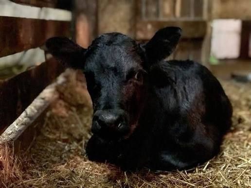 Продам бичка 11 тис .