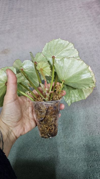 Бегония Руж вариегата, Макулата Мега Дот