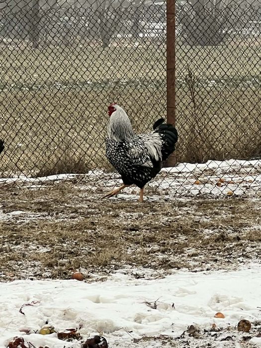 Koguty wyandotte olbrzymie