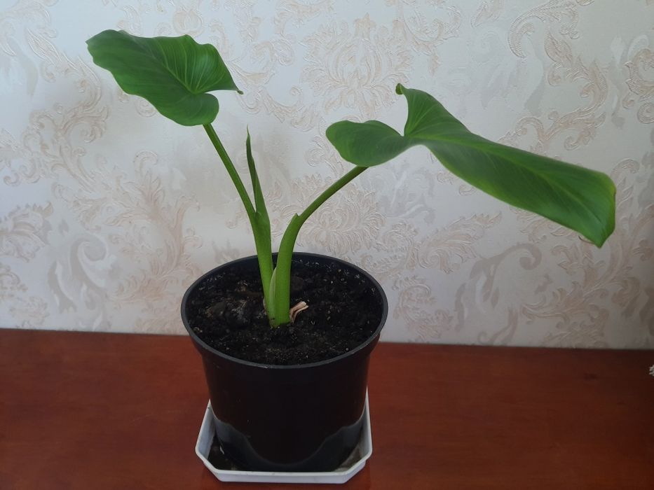 Калла, драцена комнатные цветы