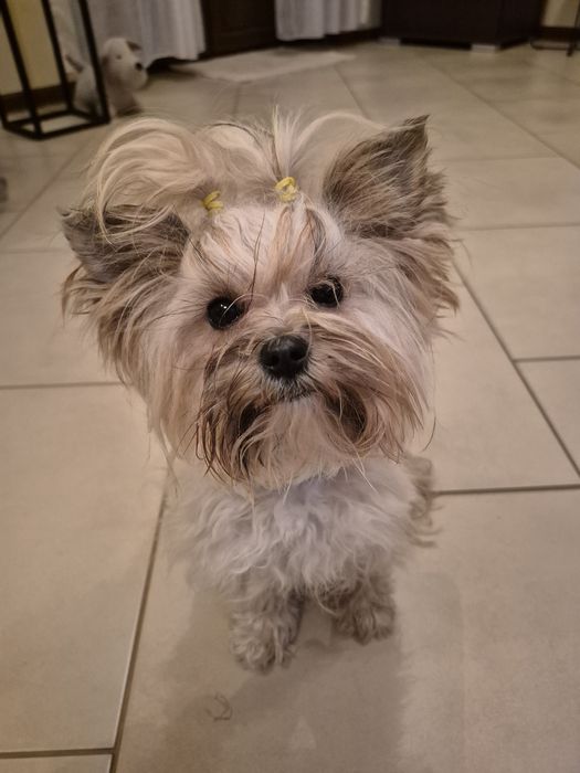 York Shire Terier  Golddust  Suczka