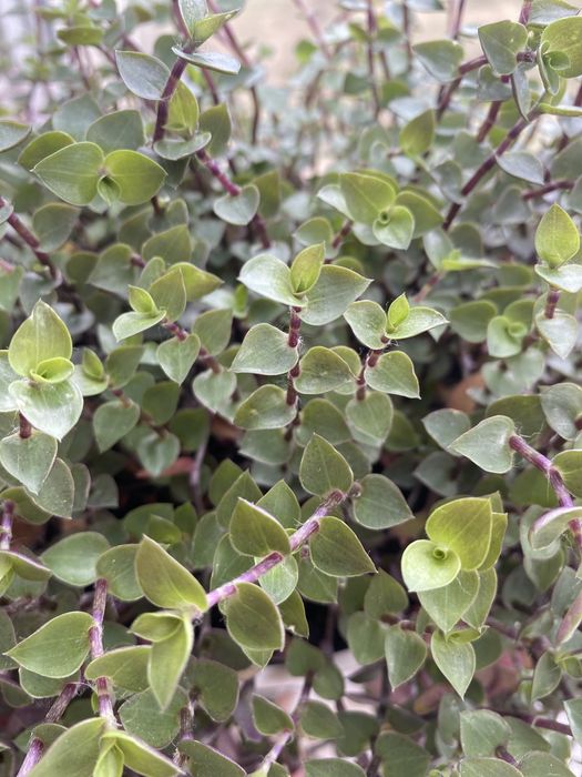 Традесканция мелколиственная