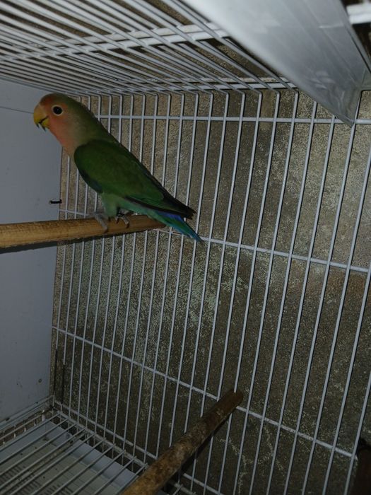 Agapornis long deste ano