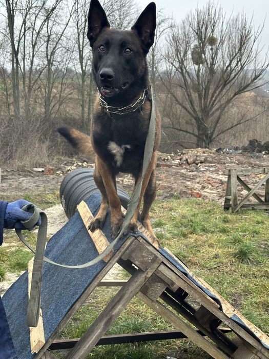 Пропоную вязку малінуа