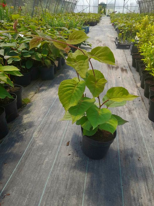 Порно бұталарда жас қыз бар