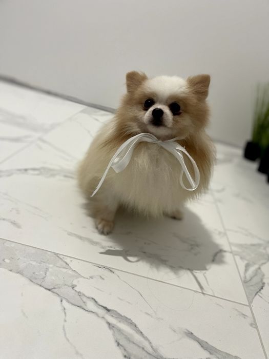 Померанські шпіци  чарівні крихітки чекають на вас