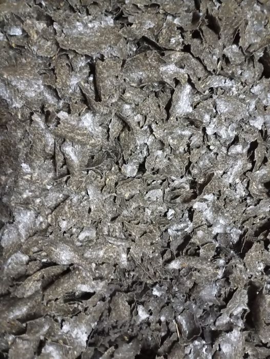 Макуха соняшникова