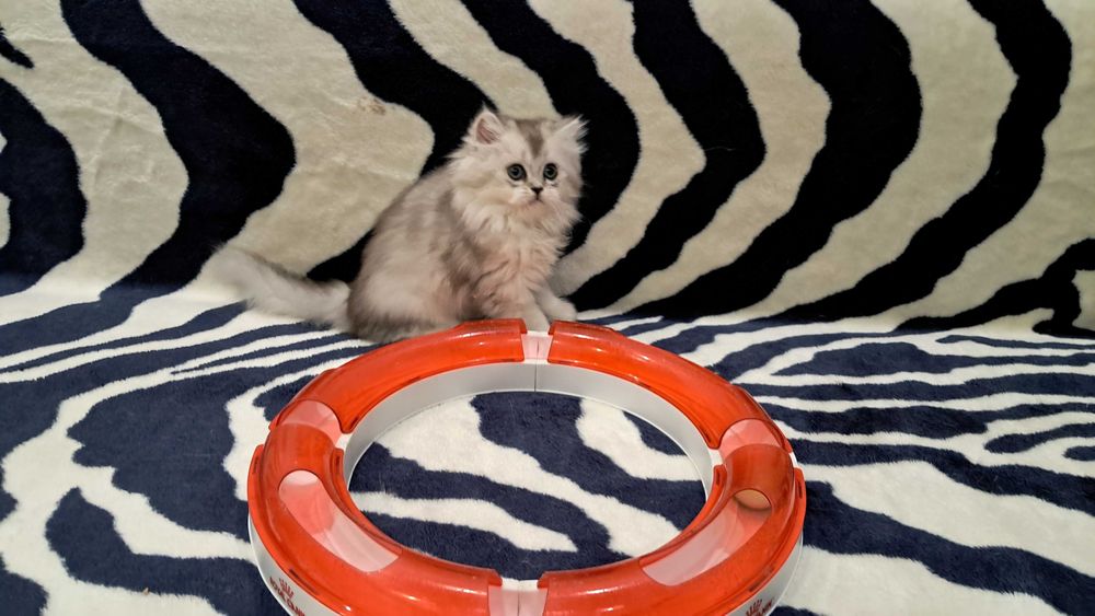 Котёнок в доме - это маленькое пушистое чудо!