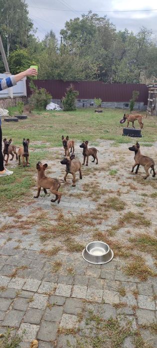 Малинуа щенки бельгийская овчарка