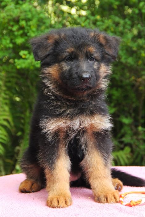 Дівчинка, чистокровні цуценята німецької вівчарки в Києві