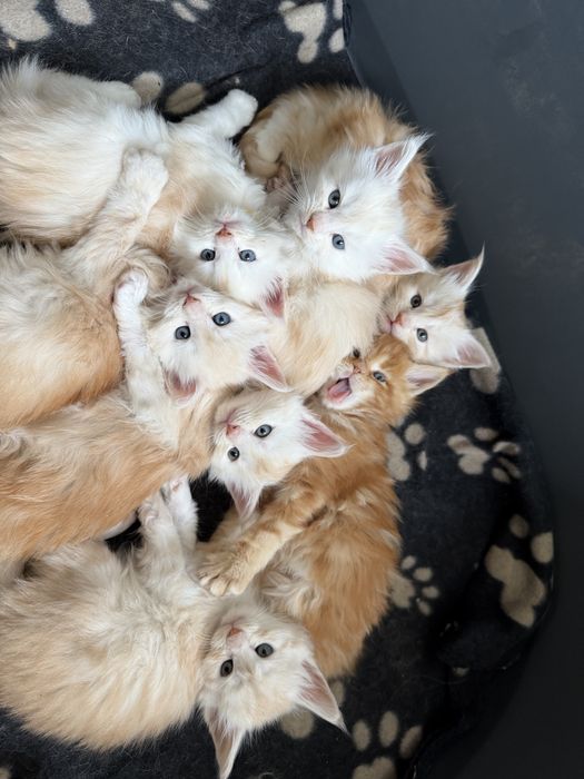 Кошкнята мейн кун