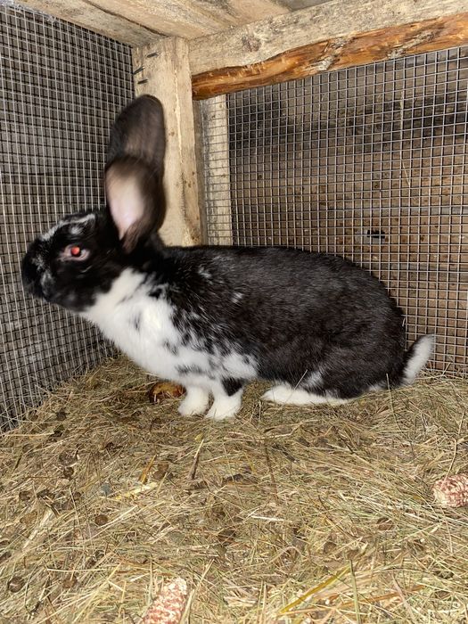 Продам кролів живою  вагою  160 грн/кг