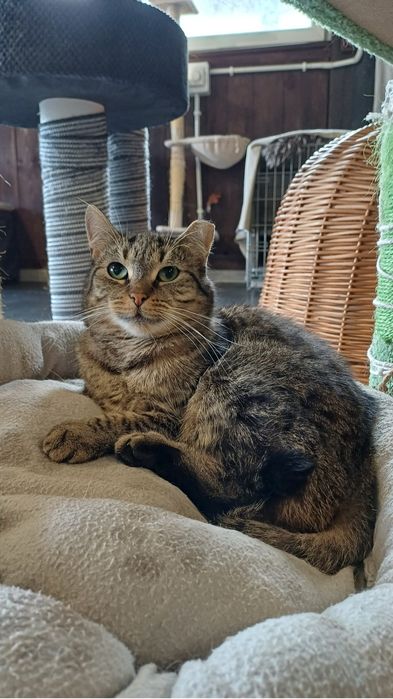 Chilli - kotka do adopcji
