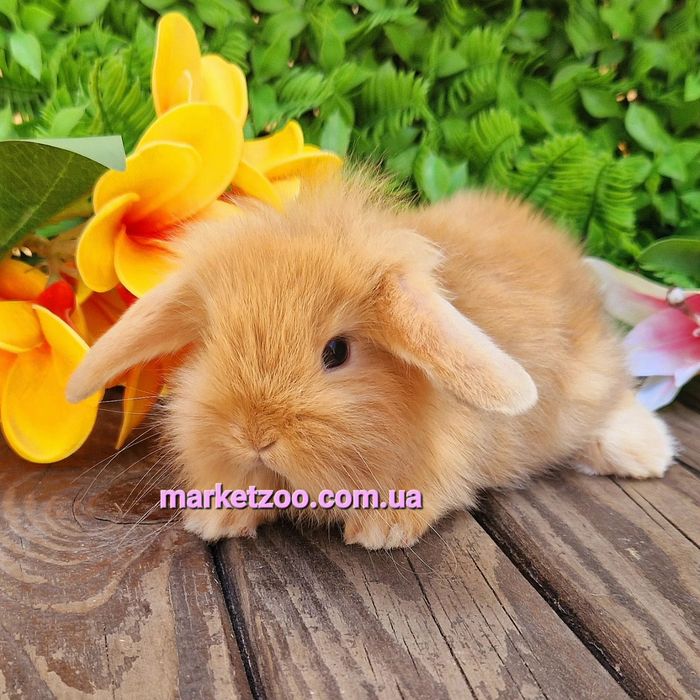 карликовый мини mini lop мiнi кролик,карликовые кролики баранчик висло