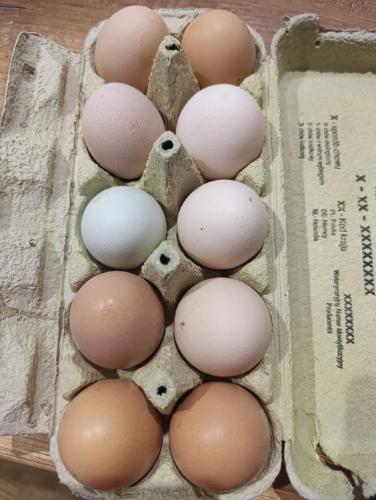 Jajeczka od własnych kurek