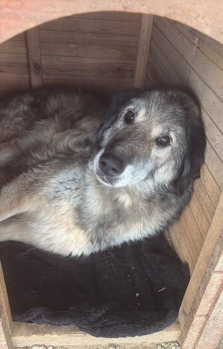 Pies balsam, chodząca słodycz