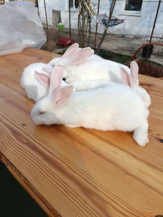 Продаю молодняк кроленят