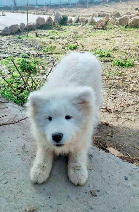 Самоїд, хлопчик, 5 міс