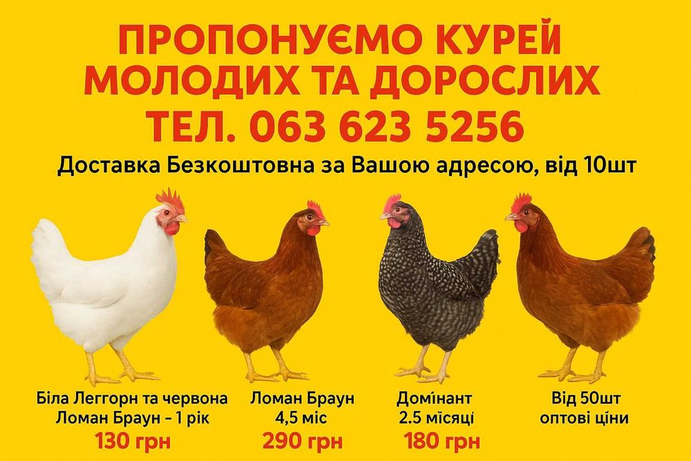 кури несушки ! Кременчуг