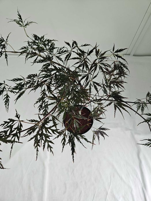 Klon palmowy Firecracker 70cm C3 ozdobne drzewko + nawóz gratis