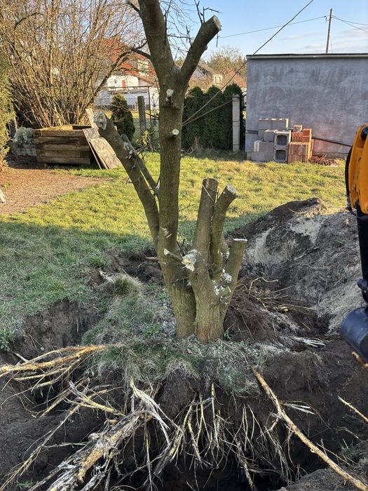 Oddam drzewo za darmo