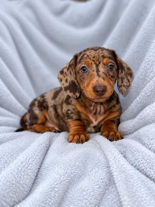 Teckel chocolate merle