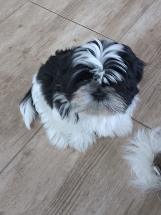 Uroczy piesek rasy Shih TZU