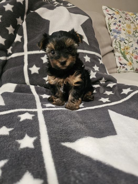 Yorkshire terrier- chłopiec