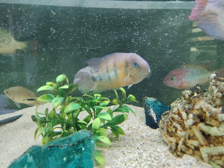 Pielęgnica Cuttera zwana niebiesko oka